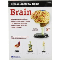 Learning Resources Brain Anatomy Model - Science Exploration Tools