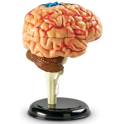 Learning Resources Brain Anatomy Model - Science Exploration Tools 4 Learning Resources Brain Anatomy Model - Science Exploration Tools - Image 4