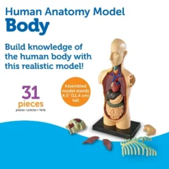 Learning Resources Human Body Anatomy Model, Ages 8+ 8 Learning Resources Human Body Anatomy Model, Ages 8+ -FUNKO Shop GUEST 40538967 d04d 450b 9223 20abcb577b36
