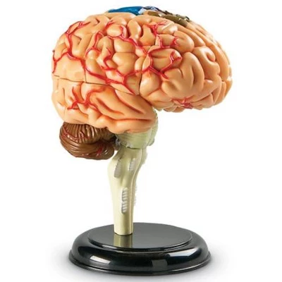 Learning Resources Brain Anatomy Model - Science Exploration Tools 5 Learning Resources Brain Anatomy Model - Science Exploration Tools - Image 5