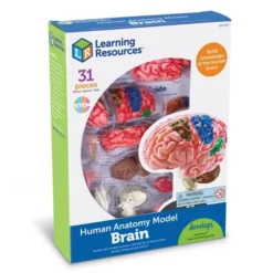 Learning Resources Brain Anatomy Model - Science Exploration Tools 7 Learning Resources Brain Anatomy Model - Science Exploration Tools -FUNKO Shop GUEST 882bd0af e984 4462 aeab 9d8fda441243