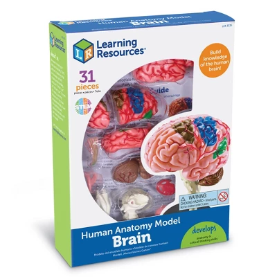 Learning Resources Brain Anatomy Model - Science Exploration Tools 3 Learning Resources Brain Anatomy Model - Science Exploration Tools - Image 3