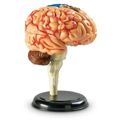 Learning Resources Brain Anatomy Model - Science Exploration Tools 2 Learning Resources Brain Anatomy Model - Science Exploration Tools - Image 2