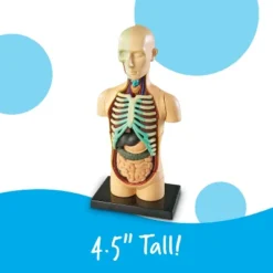 Learning Resources Human Body Anatomy Model, Ages 8+ 7 Learning Resources Human Body Anatomy Model, Ages 8+ -FUNKO Shop GUEST dae30bae 06fe 4079 93af 0ba44acf658a